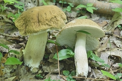 Boletus nobilis