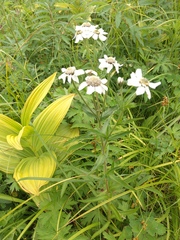 Achillea alpina camtschatica