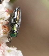 Anthaxia caseyi santarosae