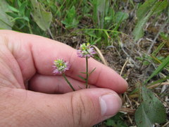 Polygala mariana