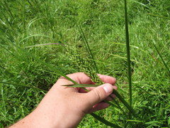 Amphicarpum amphicarpon