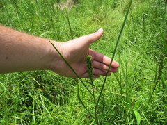 Amphicarpum amphicarpon