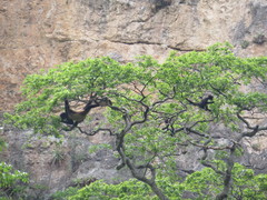 Ateles geoffroyi vellerosus