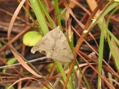Argyrostrotis flavistriaria