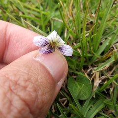 Viola humilis