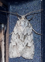 Sympistis dentata
