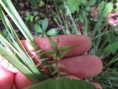 Carex lonchocarpa