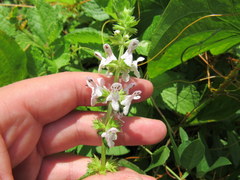 Stachys aspera