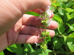 Stachys aspera