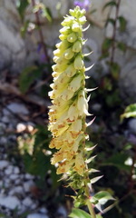 Digitalis micrantha