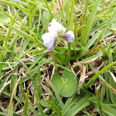 Viola humilis