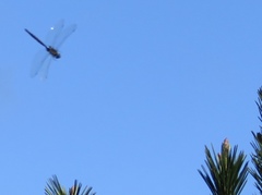 Rhionaeschna californica