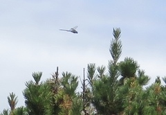 Rhionaeschna californica