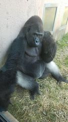 Gorilla gorilla