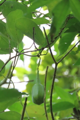 Aristolochia ovalifolia
