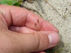 Bulbostylis capillaris