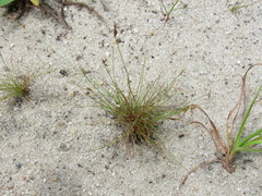 Bulbostylis capillaris