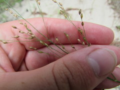 Kellochloa verrucosa