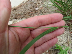 Kellochloa verrucosa