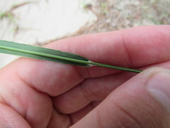 Kellochloa verrucosa