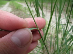 Kellochloa verrucosa
