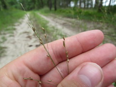 Kellochloa verrucosa