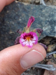 Diplacus constrictus