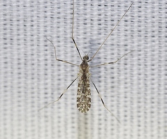 Erioptera caliptera
