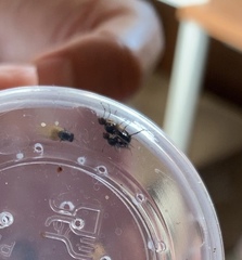 Sciomyzoidea
