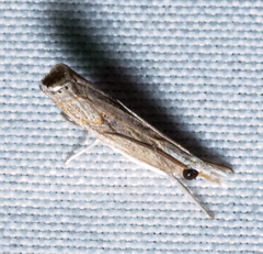 Parapediasia decorellus