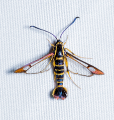 Synanthedon arkansasensis
