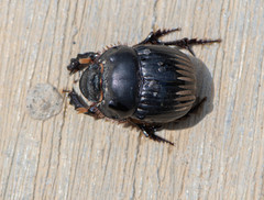 Dichotomius carolinus