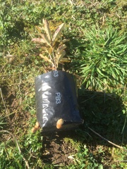 Tympanella galanthina