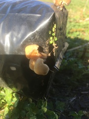 Tympanella galanthina