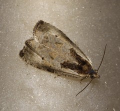 Olethreutes punctanum