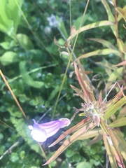 Penstemon lyallii