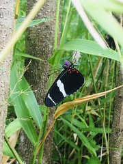 Heliconius sara fulgidus