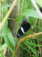 Heliconius sara fulgidus