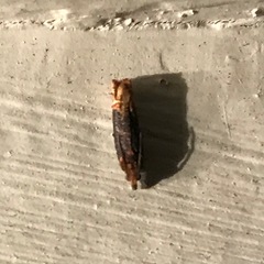 Eucosma ochroterminana