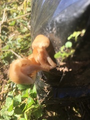 Tympanella galanthina