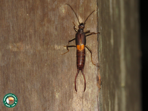 Spongiphora croceipennis