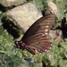 Variable Swallowtail - Photo (c) Francisco Jose Gomez Marin, some rights reserved (CC BY-NC), uploaded by Francisco Jose Gomez Marin