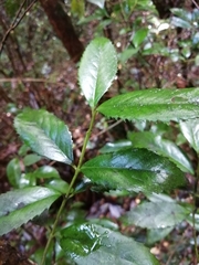 Laureliopsis philippiana