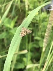 Pyrausta orphisalis