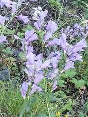 Penstemon fruticosus