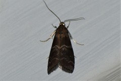 Euzophera ostricolorella