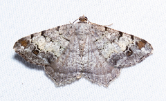Macaria granitata