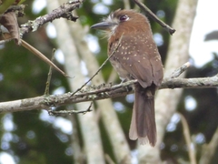 Malacoptila mystacalis