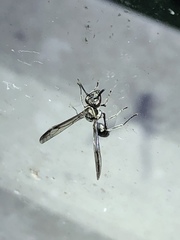 Polybia plebeja