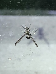 Polybia plebeja